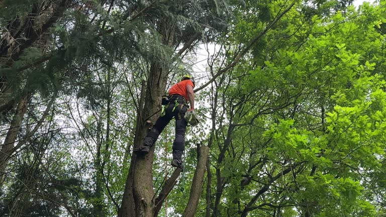 How Our Tree Care Process Works  in  Holland, MI